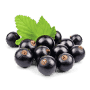 Черная смородина