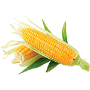 Кукуруза